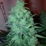 Mega Power Plant Feminized Marijuana Strain by Spliff Seeds For Sale Online at Cannabis Seeds Outlet