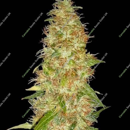 Moon Walker Kush Feminized Marijuana Strain by Spliff Seeds For Sale Online at Cannabis Seeds Outlet