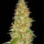 Moon Walker Kush Feminized Marijuana Strain by Spliff Seeds For Sale Online at Cannabis Seeds Outlet