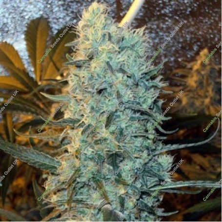 Power Plant Regular Marijuana Strain by Spliff Seeds For Sale Online at Cannabis Seeds Outlet