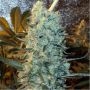 Power Plant Regular Marijuana Strain by Spliff Seeds For Sale Online at Cannabis Seeds Outlet