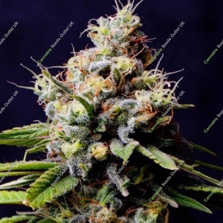 Purple Berry Kush Feminized Marijuana Strain by Spliff Seeds For Sale Online at Cannabis Seeds Outlet