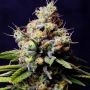 Purple Berry Kush Feminized Marijuana Strain by Spliff Seeds For Sale Online at Cannabis Seeds Outlet