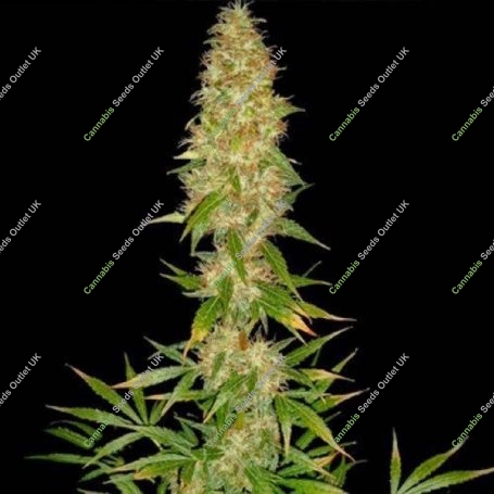 Royal Thai Regular Marijuana Strain by Spliff Seeds For Sale Online at Cannabis Seeds Outlet