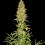 Royal Thai Regular Marijuana Strain by Spliff Seeds For Sale Online at Cannabis Seeds Outlet