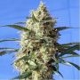 Snow Marijuana Strain by Spliff Seeds For Sale Online at Cannabis Seeds Outlet