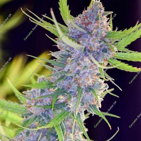 Strawberry Feminized Marijuana Strain by Spliff Seeds For Sale Online at Cannabis Seeds Outlet