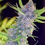 Strawberry Feminized Marijuana Strain by Spliff Seeds For Sale Online at Cannabis Seeds Outlet