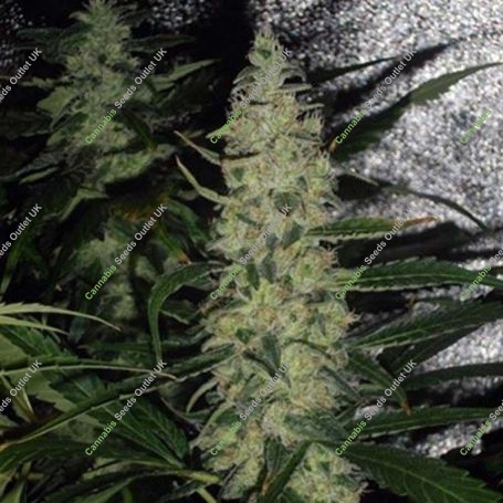 Super Skunk Regular Marijuana Strain by Spliff Seeds For Sale Online at Cannabis Seeds Outlet