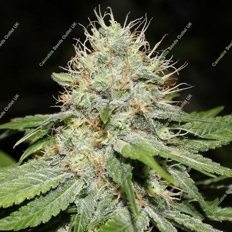 Sweet n Sour Indoor Feminized Marijuana Strain by Spliff Seeds For Sale Online at Cannabis Seeds Outlet
