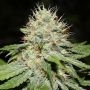 Sweet n Sour Indoor Feminized Marijuana Strain by Spliff Seeds For Sale Online at Cannabis Seeds Outlet