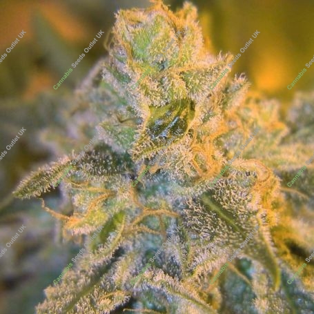 Sweet n Sour Outdoor Feminized Marijuana Strain by Spliff Seeds For Sale Online at Cannabis Seeds Outlet