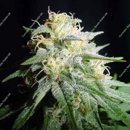 White Widow Auto Feminized Marijuana Strain by Spliff Seeds For Sale Online at Cannabis Seeds Outlet