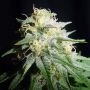 White Widow Auto Feminized Marijuana Strain by Spliff Seeds For Sale Online at Cannabis Seeds Outlet