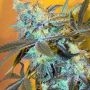 White Widow Regular Marijuana Strain by Spliff Seeds For Sale Online at Cannabis Seeds Outlet