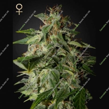 Afgooey Feminized Marijuana Strain by Strain Hunters For Sale Online at Cannabis Seeds Outlet