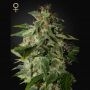 Afgooey Feminized Marijuana Strain by Strain Hunters For Sale Online at Cannabis Seeds Outlet