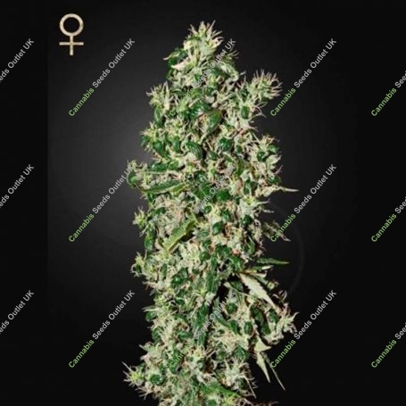 Big Tooth Feminized Marijuana Strain by Strain Hunters For Sale Online at Cannabis Seeds Outlet