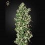 Big Tooth Feminized Marijuana Strain by Strain Hunters For Sale Online at Cannabis Seeds Outlet