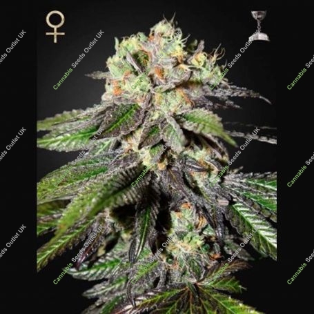 Caboose Feminized Marijuana Strain by Strain Hunters For Sale Online at Cannabis Seeds Outlet