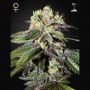 Caboose Feminized Marijuana Strain by Strain Hunters For Sale Online at Cannabis Seeds Outlet