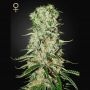 Damnesia Auto Feminized Marijuana Strain by Strain Hunters For Sale Online at Cannabis Seeds Outlet
