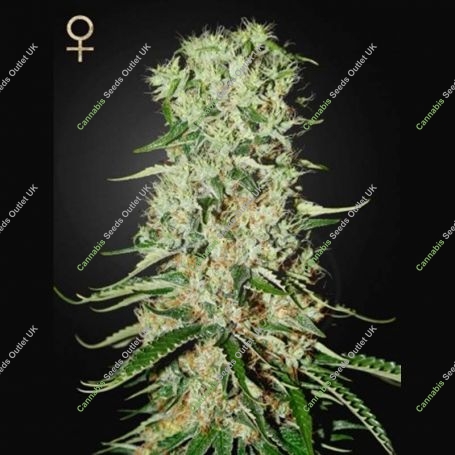 Damnesia Feminized Marijuana Strain by Strain Hunters For Sale Online at Cannabis Seeds Outlet