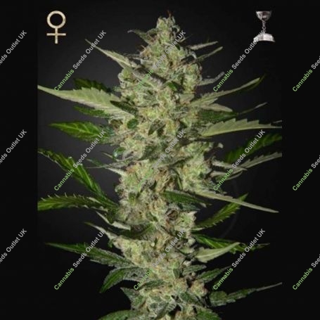 Flowerbomb Kush Feminized Marijuana Strain by Strain Hunters For Sale Online at Cannabis Seeds Outlet