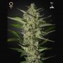 Flowerbomb Kush Feminized Marijuana Strain by Strain Hunters For Sale Online at Cannabis Seeds Outlet