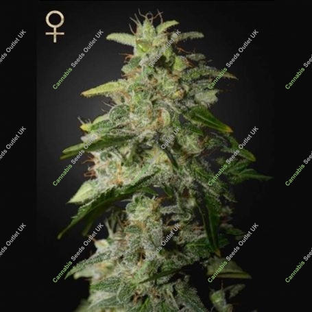 Money Maker Feminized Marijuana Strain by Strain Hunters For Sale Online at Cannabis Seeds Outlet