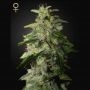 Money Maker Feminized Marijuana Strain by Strain Hunters For Sale Online at Cannabis Seeds Outlet