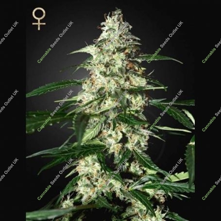 Skunk Auto Feminized Marijuana Strain by Strain Hunters For Sale Online at Cannabis Seeds Outlet