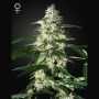 Skunk Auto Feminized Marijuana Strain by Strain Hunters For Sale Online at Cannabis Seeds Outlet
