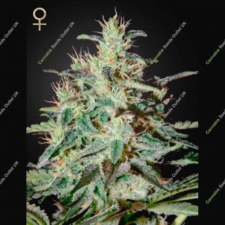White Lemon Feminized Marijuana Strain by Strain Hunters For Sale Online at Cannabis Seeds Outlet