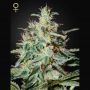 White Lemon Feminized Marijuana Strain by Strain Hunters For Sale Online at Cannabis Seeds Outlet