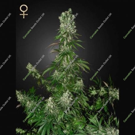 White Strawberry Skunk Feminized Marijuana Strain by Strain Hunters For Sale Online at Cannabis Seeds Outlet