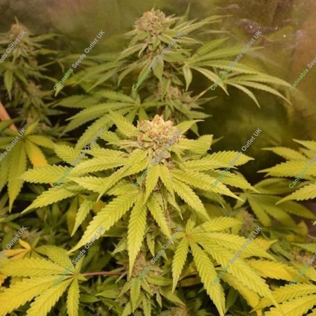 After 8 OG Feminized Marijuana Strain by Sumo Seeds For Sale Online at Cannabis Seeds Outlet