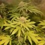 After 8 OG Feminized Marijuana Strain by Sumo Seeds For Sale Online at Cannabis Seeds Outlet