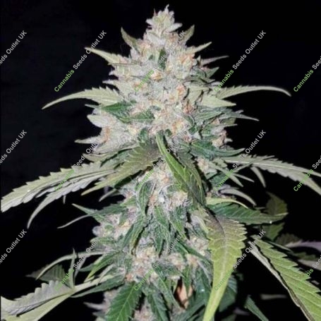AK Full Auto Feminized Marijuana Strain by Sumo Seeds For Sale Online at Cannabis Seeds Outlet