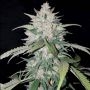 AK Full Auto Feminized Marijuana Strain by Sumo Seeds For Sale Online at Cannabis Seeds Outlet