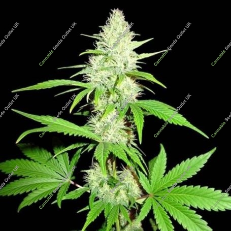 Amnesia Ganja Haze Auto Feminized Marijuana Strain by Sumo Seeds For Sale Online at Cannabis Seeds Outlet