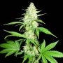 Amnesia Ganja Haze Auto Feminized Marijuana Strain by Sumo Seeds For Sale Online at Cannabis Seeds Outlet