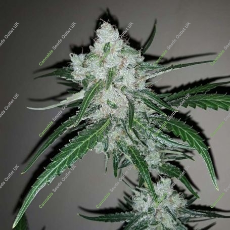 Amnesia Ganja Haze Feminized Marijuana Strain by Sumo Seeds For Sale Online at Cannabis Seeds Outlet