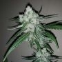 Amnesia Ganja Haze Feminized Marijuana Strain by Sumo Seeds For Sale Online at Cannabis Seeds Outlet