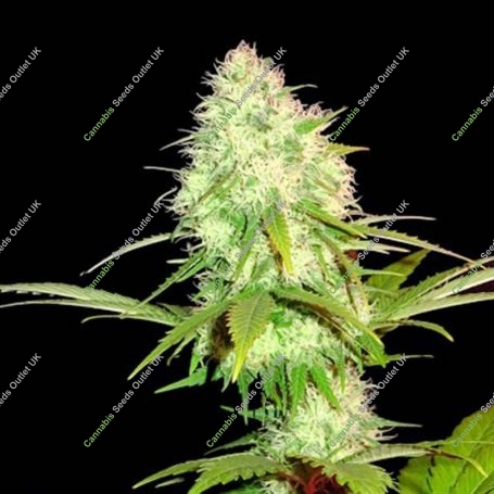 Appleberry Feminized Marijuana Strain by Sumo Seeds For Sale Online at Cannabis Seeds Outlet