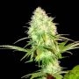 Appleberry Feminized Marijuana Strain by Sumo Seeds For Sale Online at Cannabis Seeds Outlet