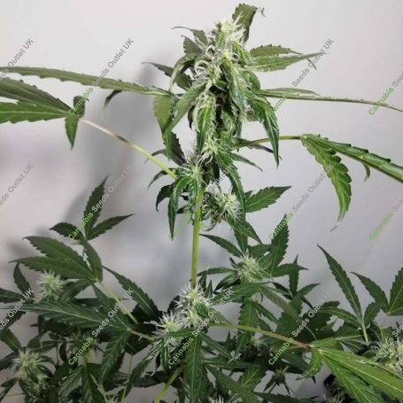 Aurora Green Auto Feminized Marijuana Strain by Sumo Seeds For Sale Online at Cannabis Seeds Outlet