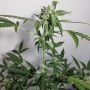 Aurora Green Auto Feminized Marijuana Strain by Sumo Seeds For Sale Online at Cannabis Seeds Outlet