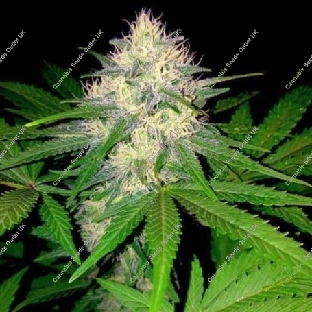 Berries & Cheese Feminized Marijuana Strain by Sumo Seeds For Sale Online at Cannabis Seeds Outlet