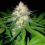 Berries & Cheese Feminized Marijuana Strain by Sumo Seeds For Sale Online at Cannabis Seeds Outlet